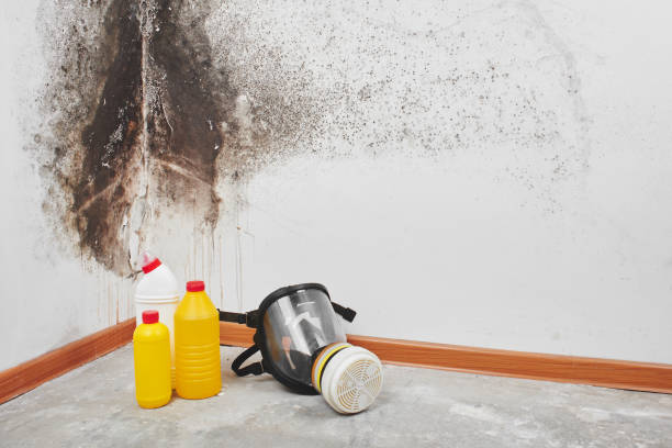 Best Local Mold Removal Service  in Catasauqua, PA
