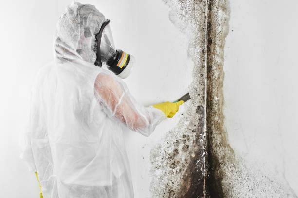 Best Commercial Mold Removal  in Catasauqua, PA