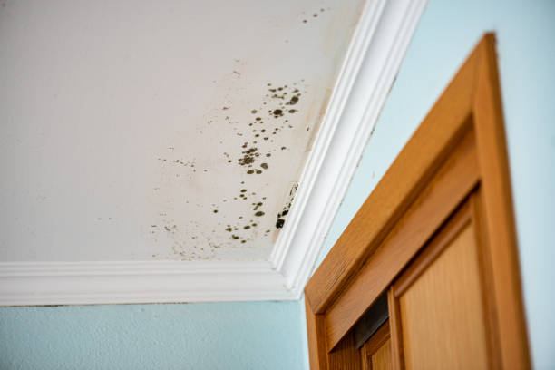 Best Mold Cleaning Services  in Catasauqua, PA