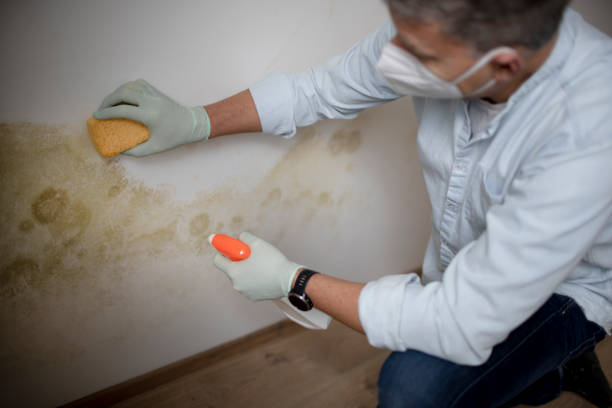 Mold Testing and Removal in Catasauqua, PA