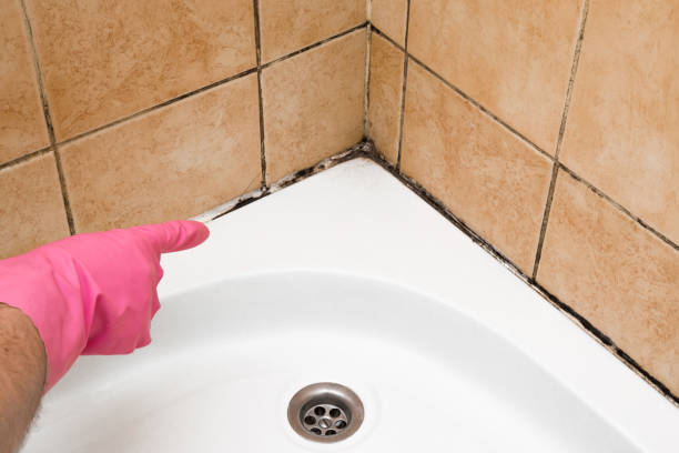 Best Office Mold Removal Services  in Catasauqua, PA